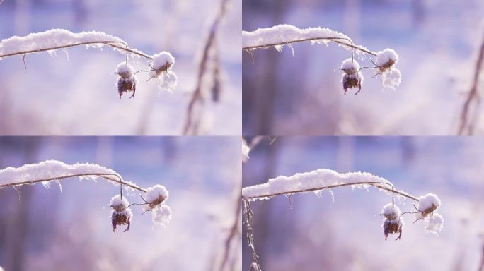 冬季唯美悲凉枯萎的野花被雪覆盖升格空镜头