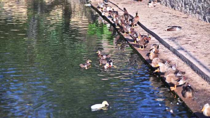 散养鸭子 鸭子戏水 小溪一群鸭