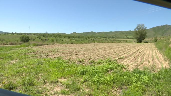 荞麦地荞麦苗杂粮杂豆种植