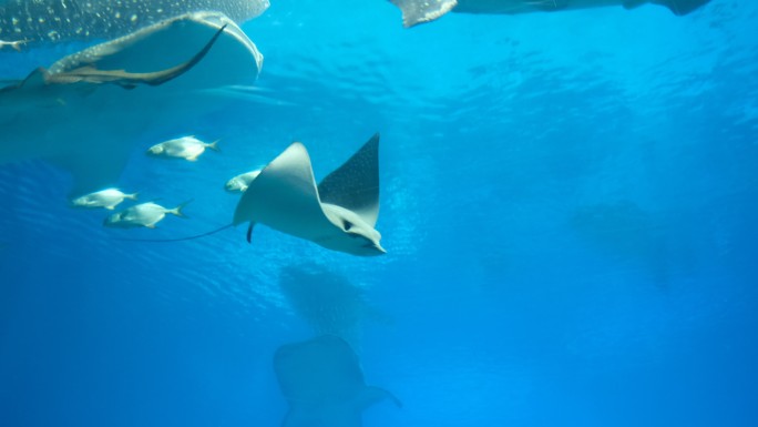 珠海长隆海洋王国海洋生物