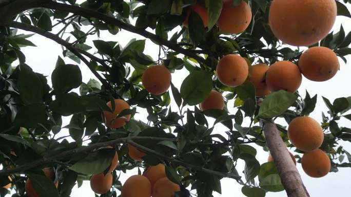 橙子脐橙水果鲜果