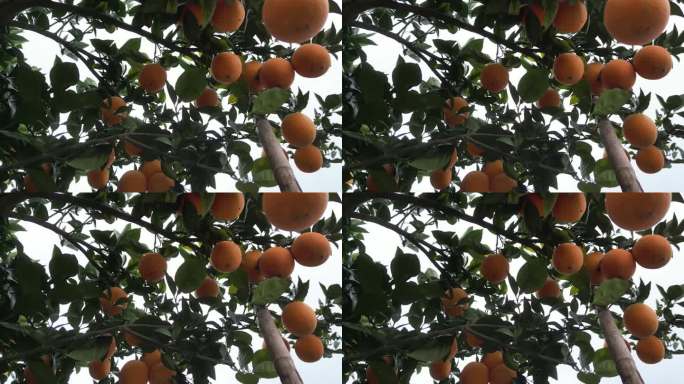 橙子脐橙水果鲜果