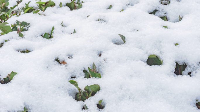 茶园冰雪融化延时素材