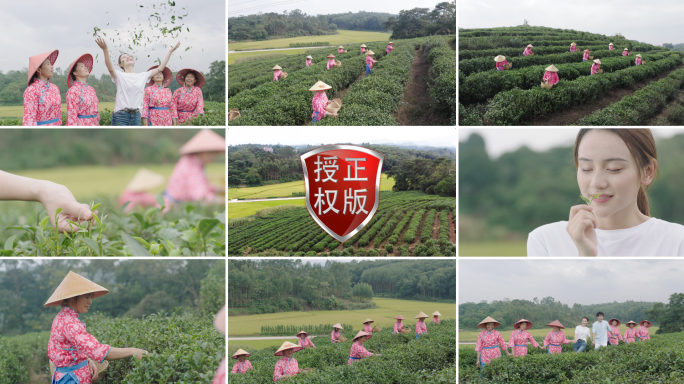 采茶女茶农茶山茶园茶叶摘茶