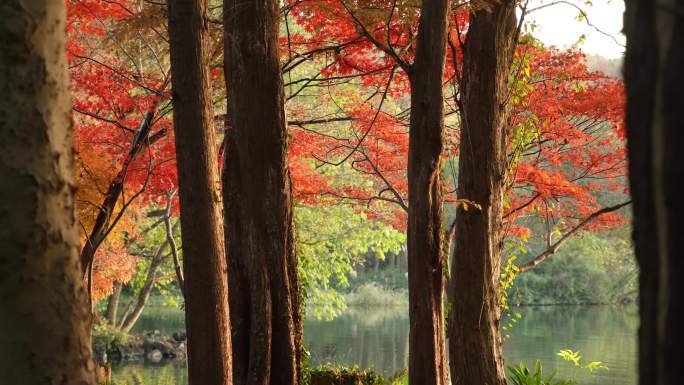 秋天森林树林大自然红枫叶