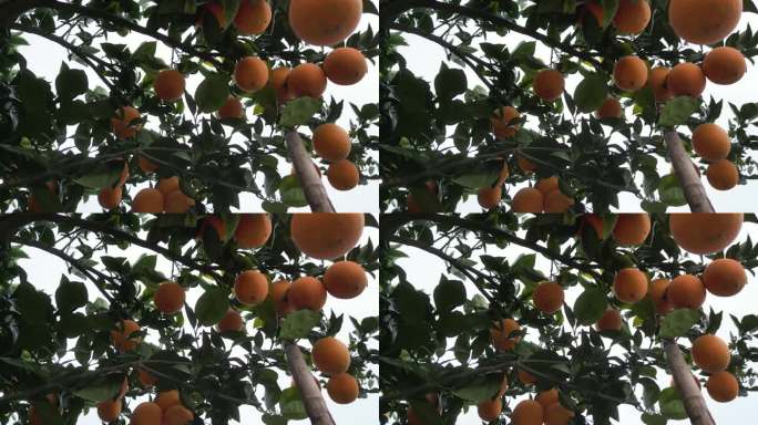 脐橙树挂果