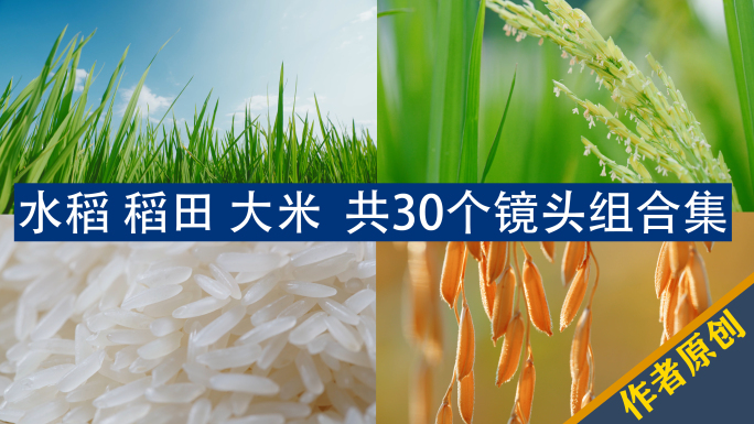 水稻大米稻田粮食