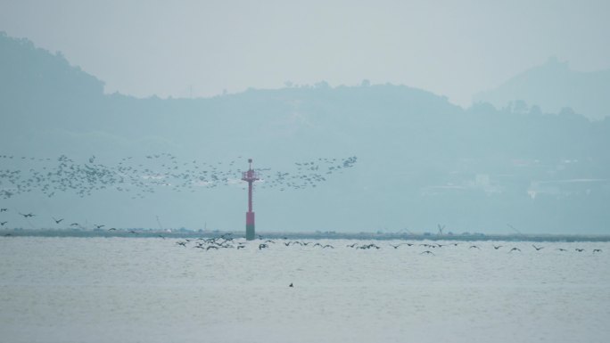 大群鸬鹚飞行