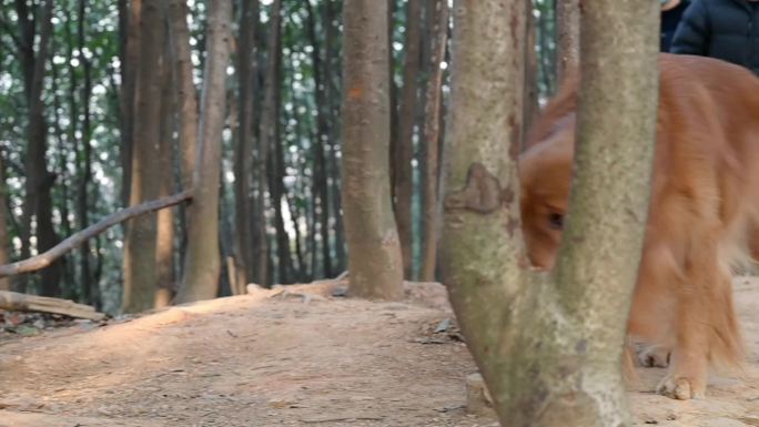 一只狗走在树林里