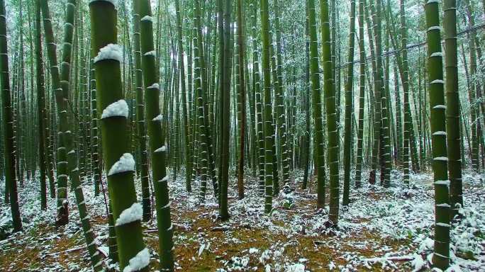 竹与雪的相遇