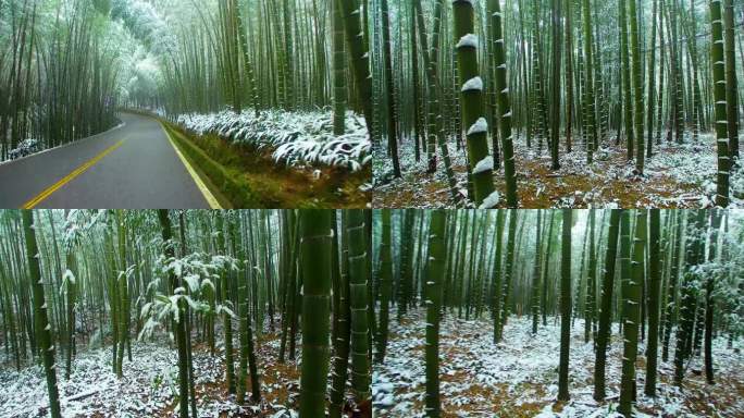 竹与雪的相遇