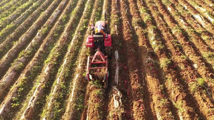 机械收割红薯地瓜丰收了粮食