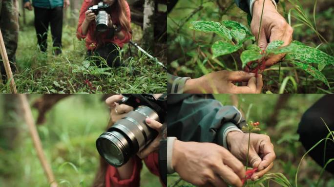 长白山女摄影师拍摄挖野生人参