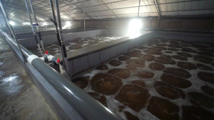 工厂化养殖对虾 工厂化养殖 海虾