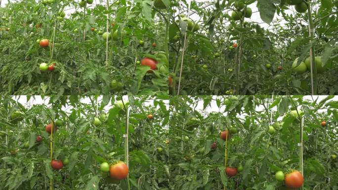 大棚内西红柿秧苗上长满西红柿 番茄