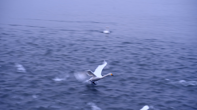 威海天鹅湖水面起飞