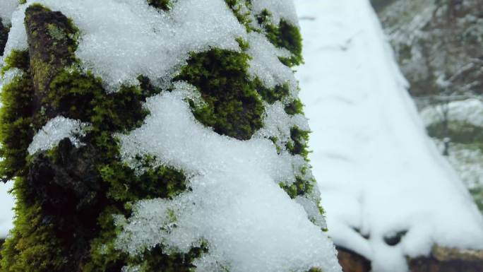 山林中的竹与雪