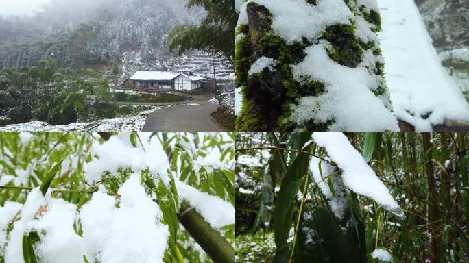 山林中的竹子与雪