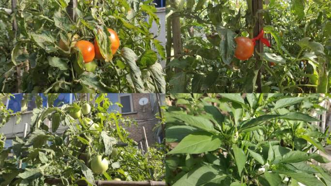 菜园子 西红柿 辣椒 蔬菜种植 农村院子