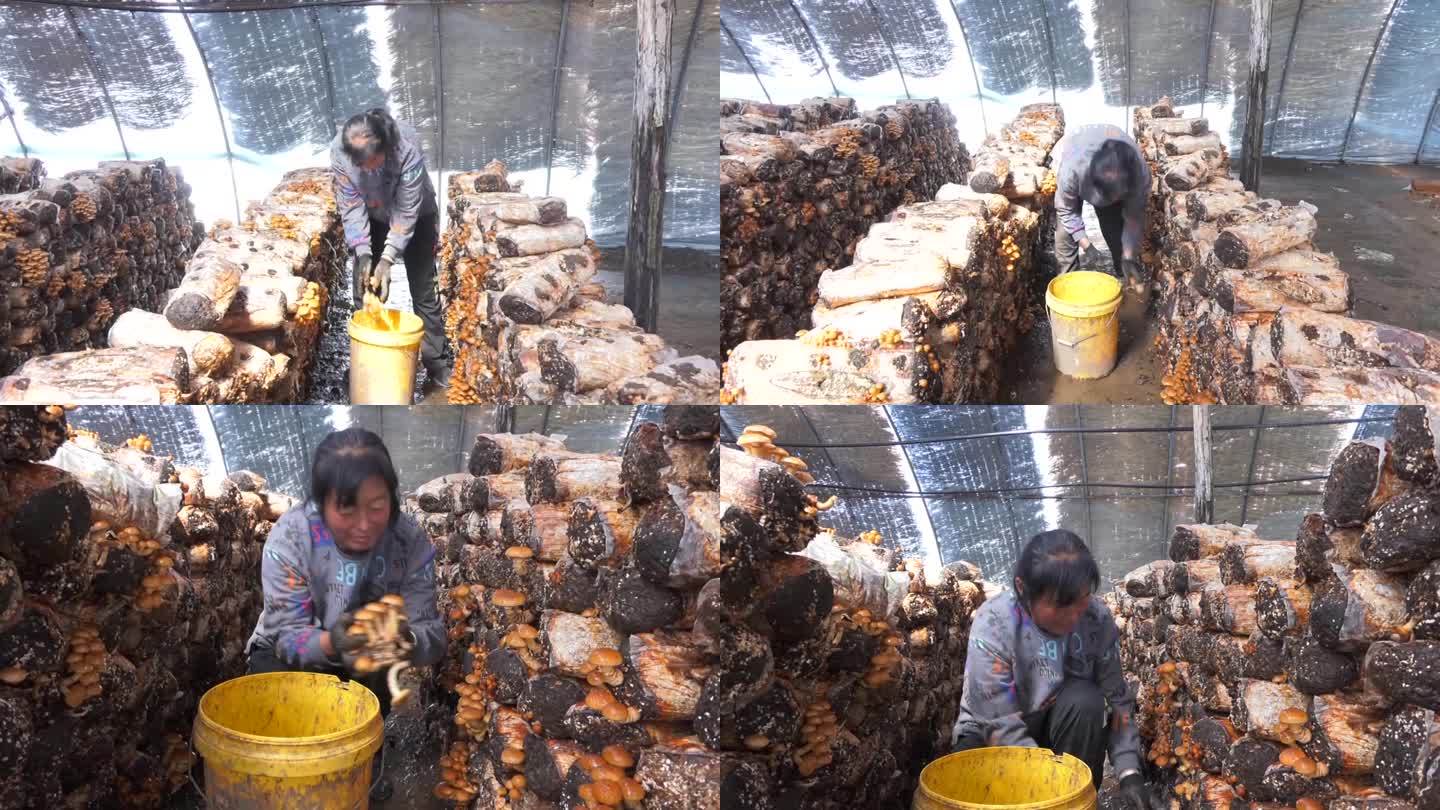 农民在蘑菇棚大棚里采摘食用菌香菇