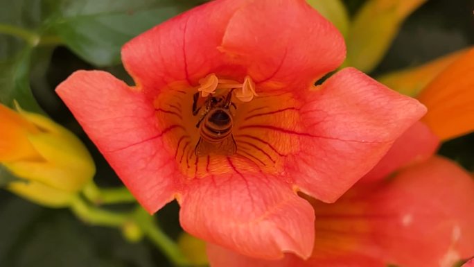 凌霄花、杜凌霄花、密峰采蜜 02