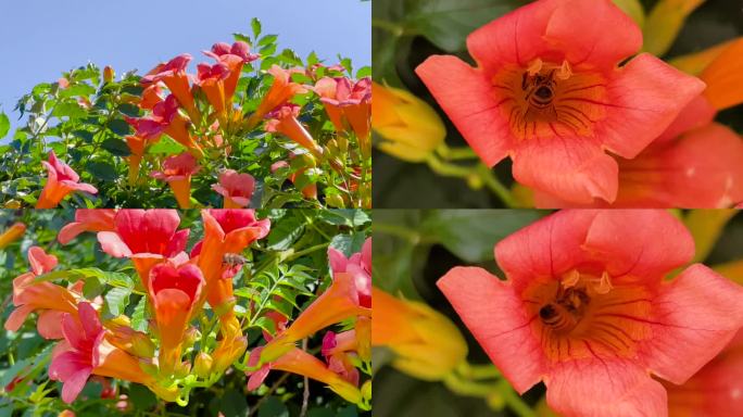 凌霄花、杜凌霄花、密峰采蜜 02