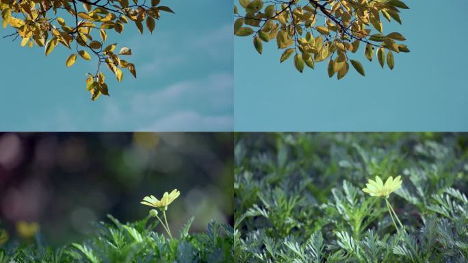 秋天植物树叶花朵空镜头