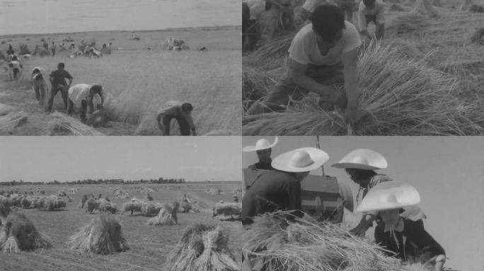 农业丰收 50年代 60年代