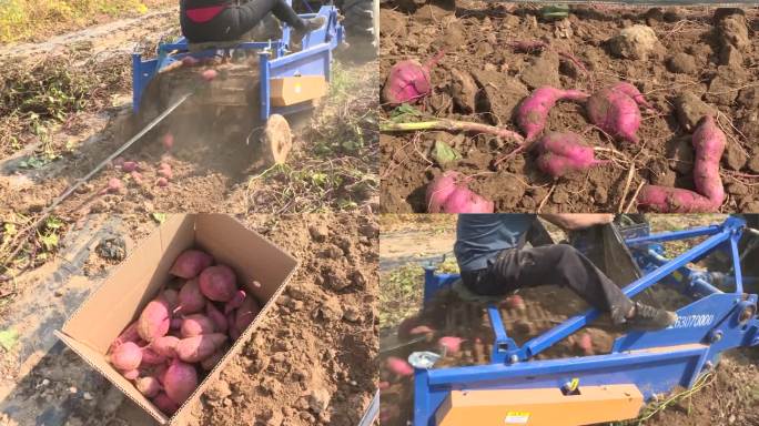 农民开收割机收割地瓜红薯装箱