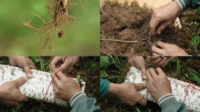 长白山白桦皮青苔包扎新鲜野山参