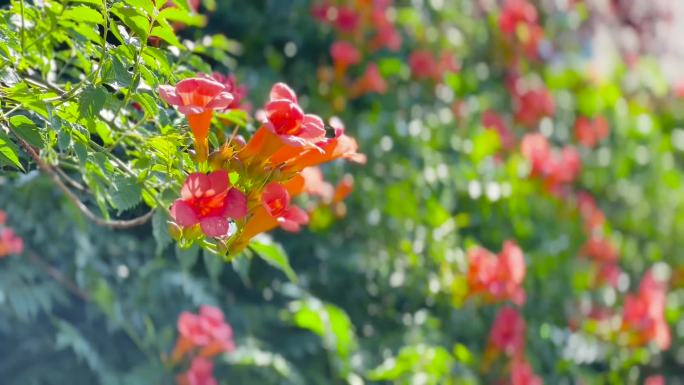 凌霄花、杜凌霄花、密峰采蜜 01