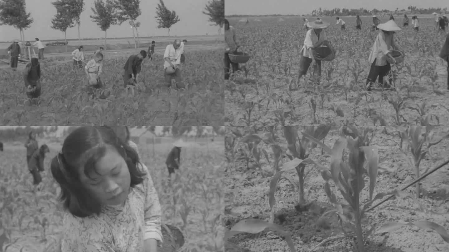 玉米种植 50年代 60年代