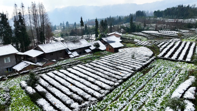 原生态高山茶园唯美雪景田园人家