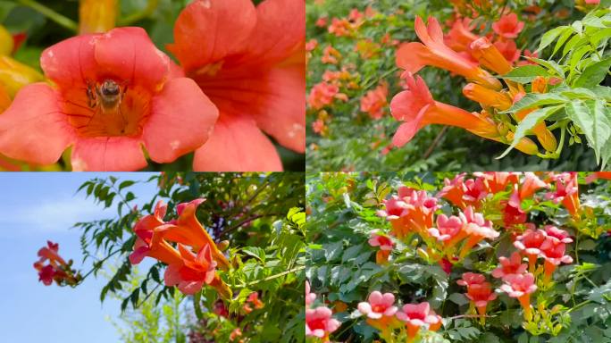 凌霄花、杜凌霄花、密峰采蜜 03