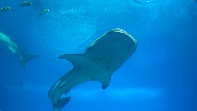 珠海长隆海洋王国海洋生物