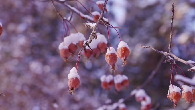 冬季唯美悲凉枯萎的野果被雪覆盖升格空镜头