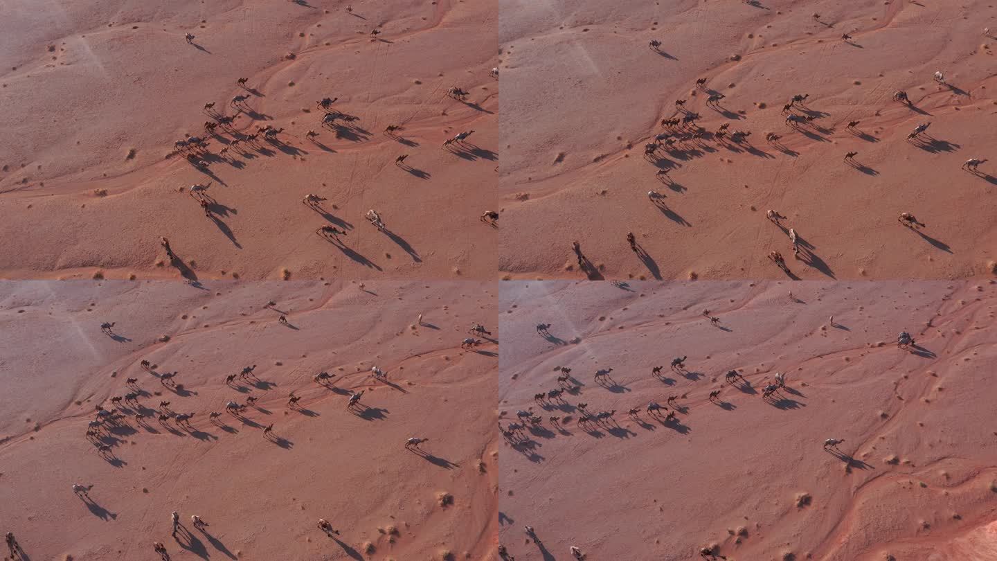 骆驼视频 戈壁素材荒凉戈壁滩 骆驼