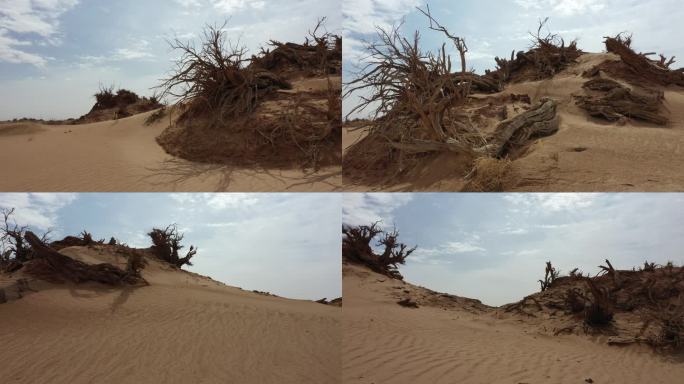 戈壁荒野枯树干支防沙治沙 环境治理抗旱