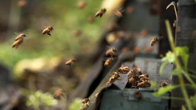 成群蜜蜂蜂巢前飞舞慢镜头