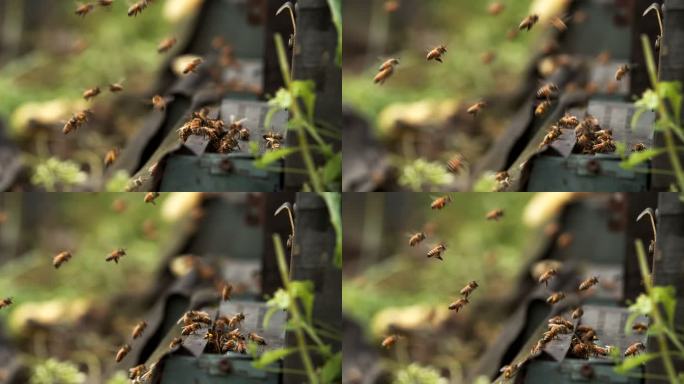 成群蜜蜂蜂巢前飞舞慢镜头