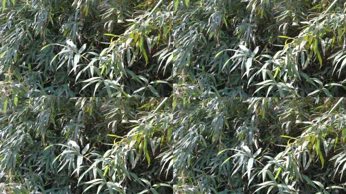 4K风吹沐浴在阳光下的竹林竹叶