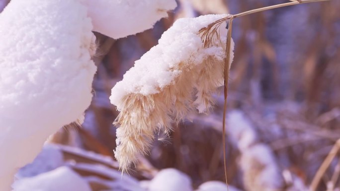 冬季唯美悲凉芦苇絮被雪覆盖升格空镜头