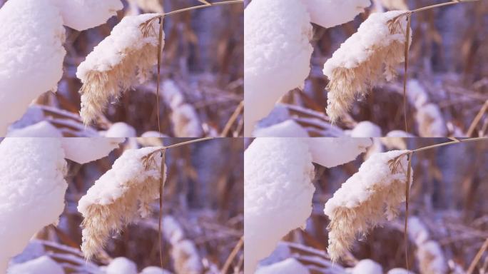 冬季唯美悲凉芦苇絮被雪覆盖升格空镜头