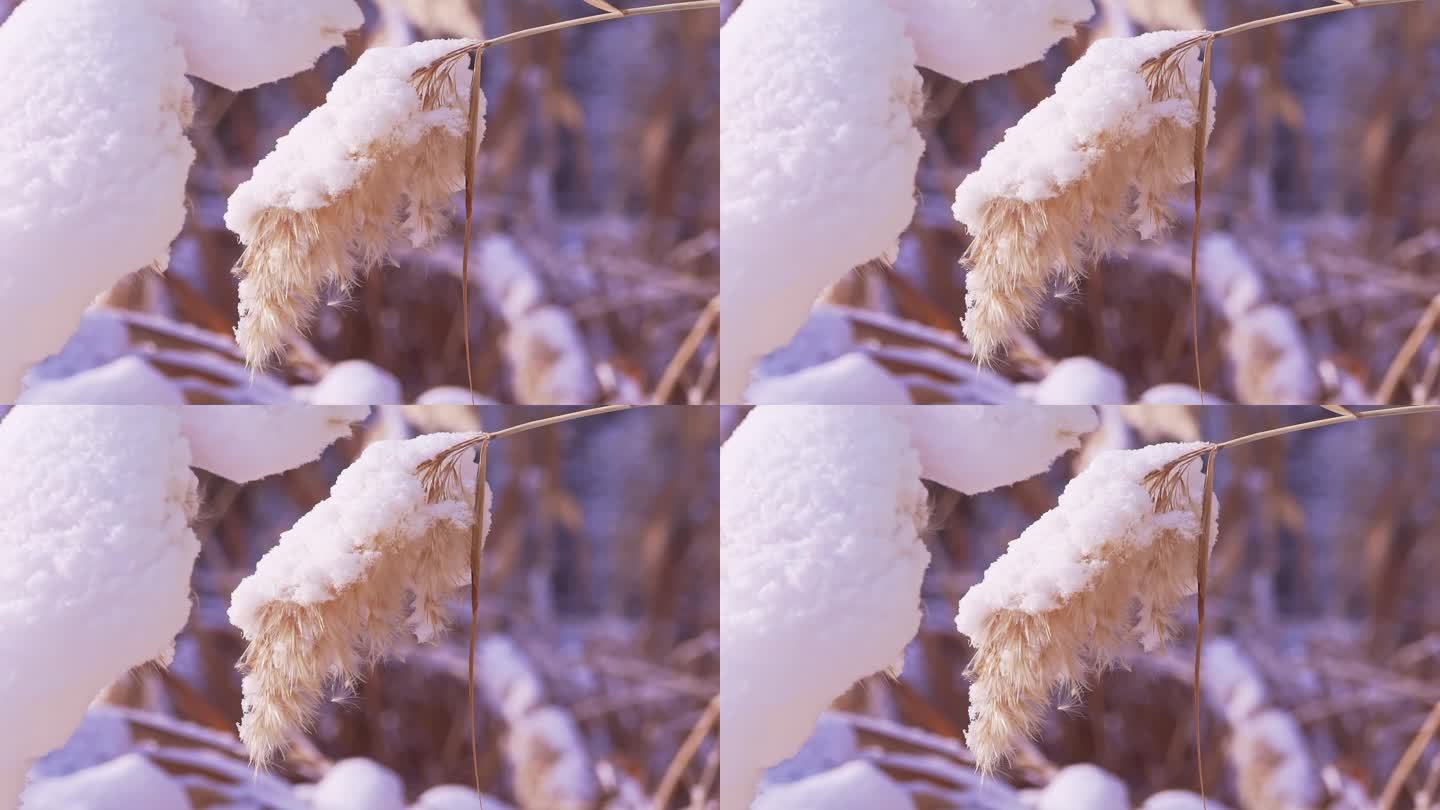 冬季唯美悲凉芦苇絮被雪覆盖升格空镜头