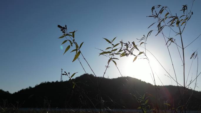 阳光下的植物摇曳