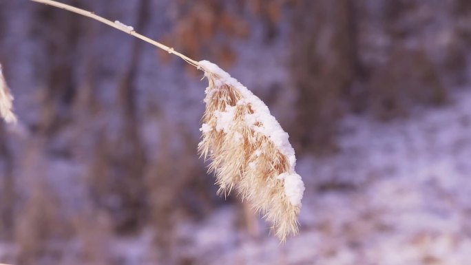 冬季唯美悲凉芦苇絮被雪覆盖升格空镜头