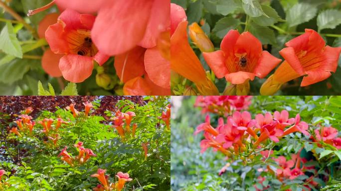 凌霄花、杜凌霄花、密峰采蜜 04