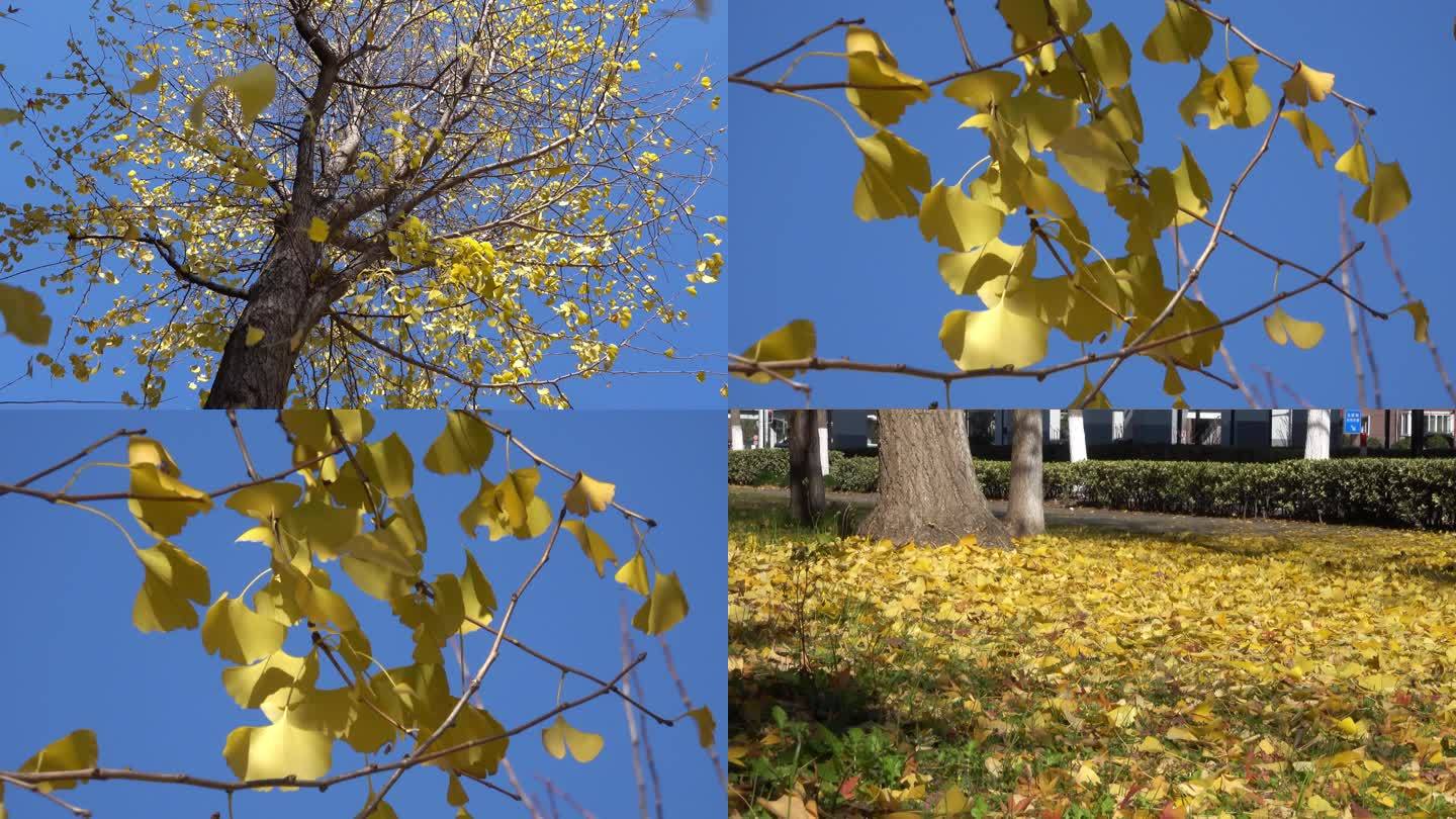 秋冬季节银杏树落叶