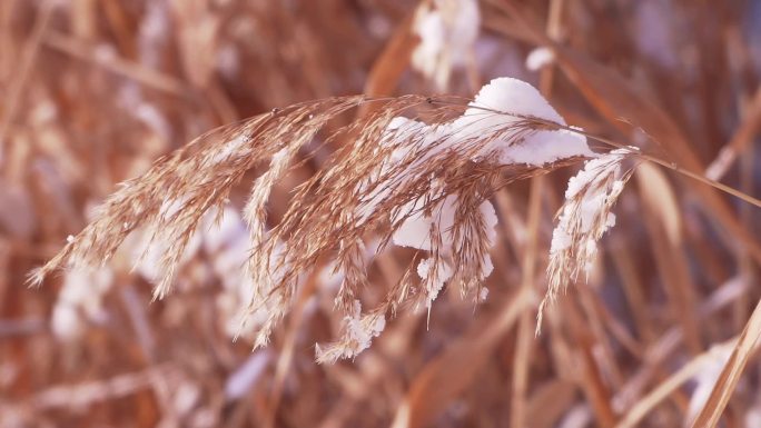 冬季唯美悲凉芦苇絮被雪覆盖升格空镜头