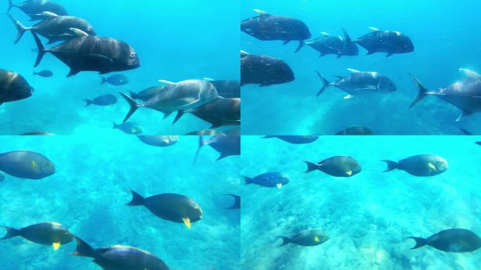 【合集】海底世界-水族馆里游泳的热带鱼群